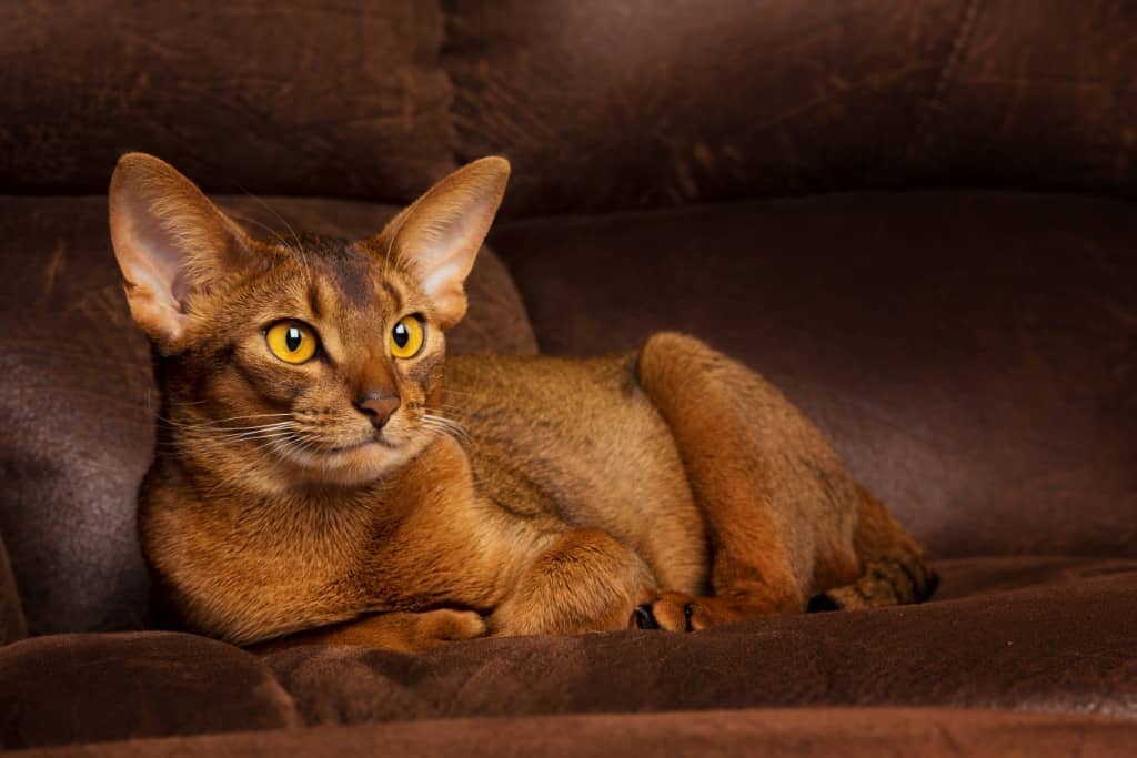 Tips For Keeping Cats From Clawing Your, Will Cats Destroy Leather Furniture