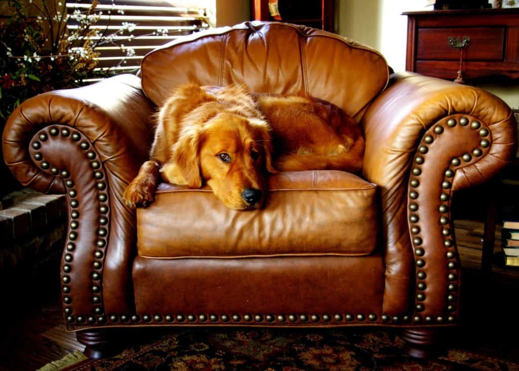 How to Clean a Leather Couch to Restore Its Glory