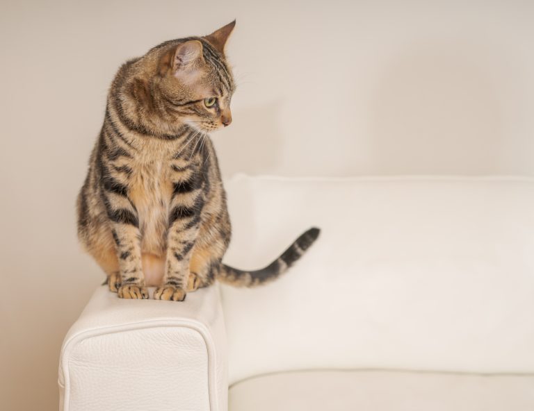 Cats and Leather Sofas: A Guide to Address All Those Scratches
