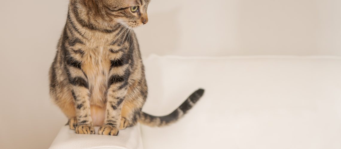 Cats and Leather Sofas: A Guide to Address All Those Scratches