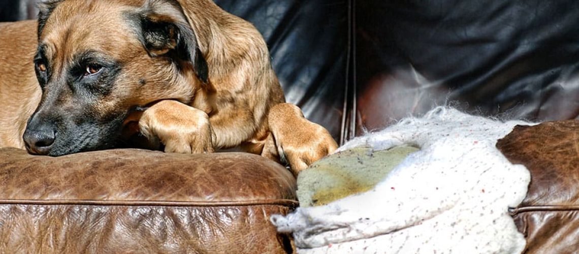 Protecting Leather