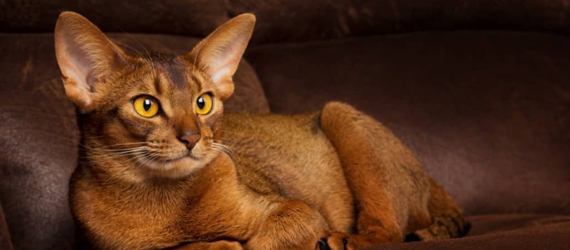 tips-for-keeping-cats-from-clawing-your-leather-furniture